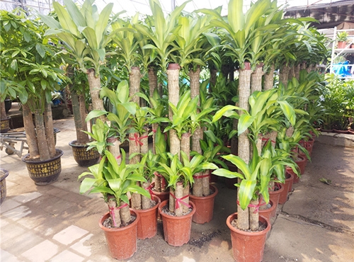 對(duì)新種植的樹木要注意它的六大養(yǎng)護(hù)知識(shí)